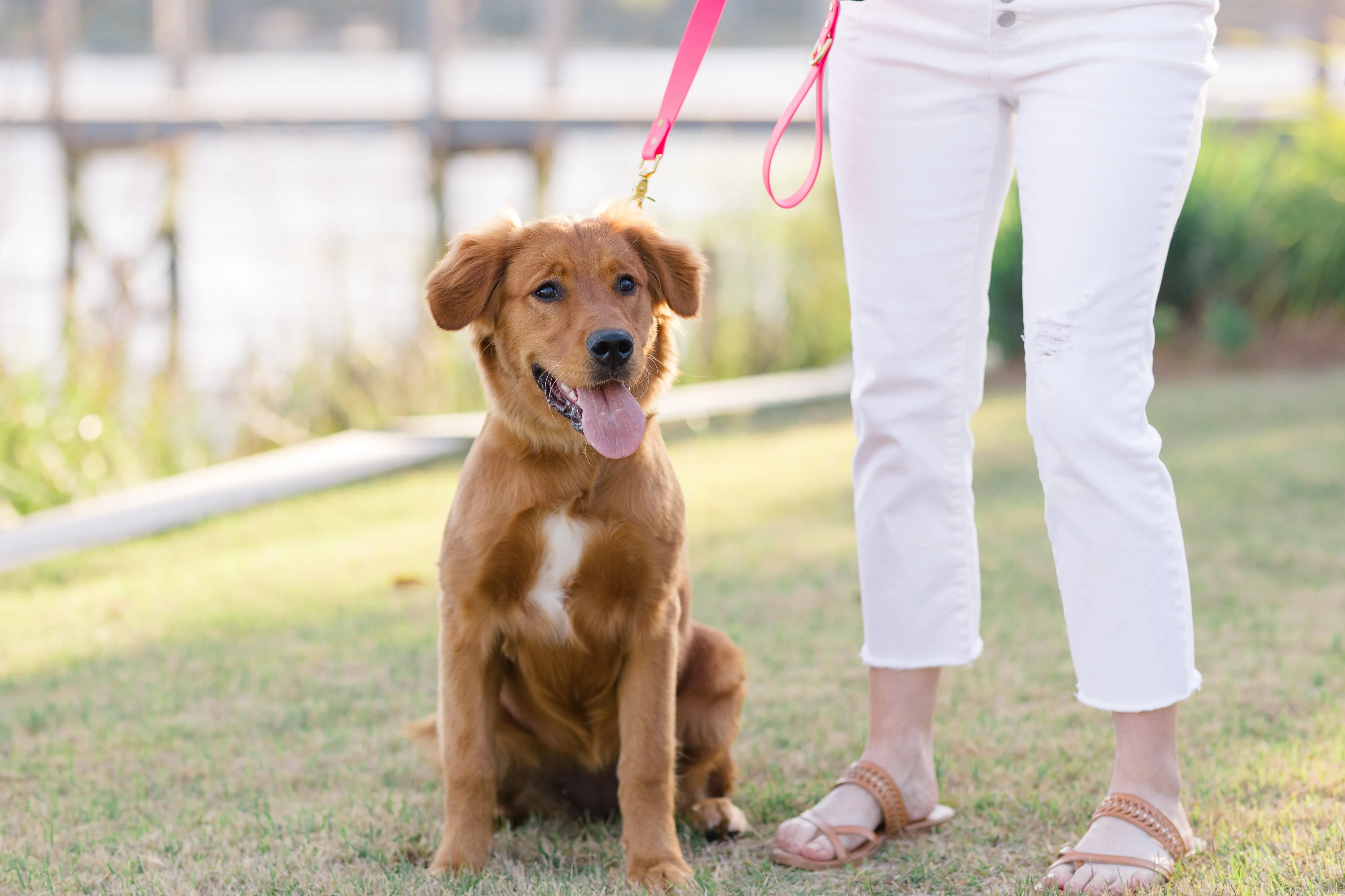 Hot Pink Biothane 5' Leash